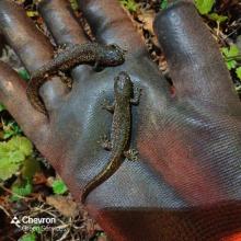 Our Consultancy team lead a Great Crested Newt translocation on the M40