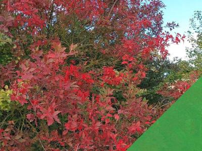 Drought conditions make Ash dieback worse in many locations this year
