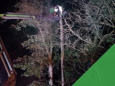 Trees with ash dieback are removed using MEWP