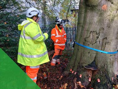 Chevron Green Consultancy use arb technology to detect decay levels in a beech tree 