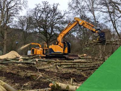 Reducing Ash dieback safely on A3 with mechanised tree removal services