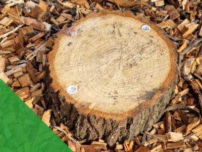 Innovative Eco Plugs revolutionise tree stump removal for London client