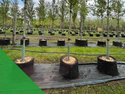 CGS visit tree nursery to strengthen supply chain relationship