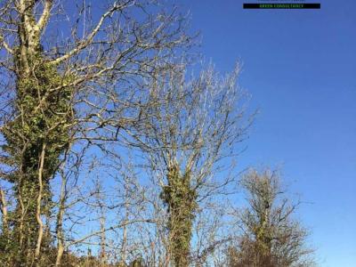 CGC support national highways in the South by monitoring their ash tree stock