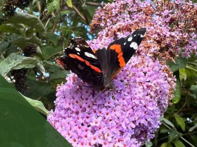 Nature observations from around the network