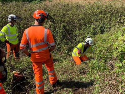 Calling all freelance ecologists - we need you!