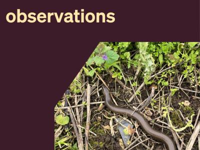 Our Consultancy division share their Nature Observations for September 2023