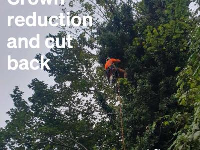Our climbing arb team deal with an overhanging tree in Yorkshire