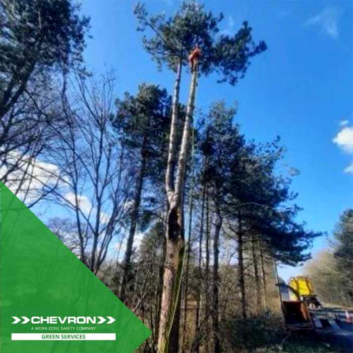 Emergency tree removal on motorway slip road