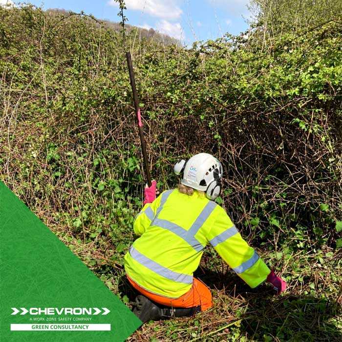 Chevron Green Services and Consultancy working together on vegetation clearance on A27 in Sussex