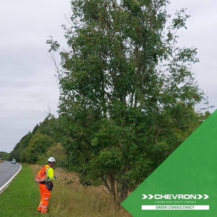 Support and expertise when dealing with Ash dieback