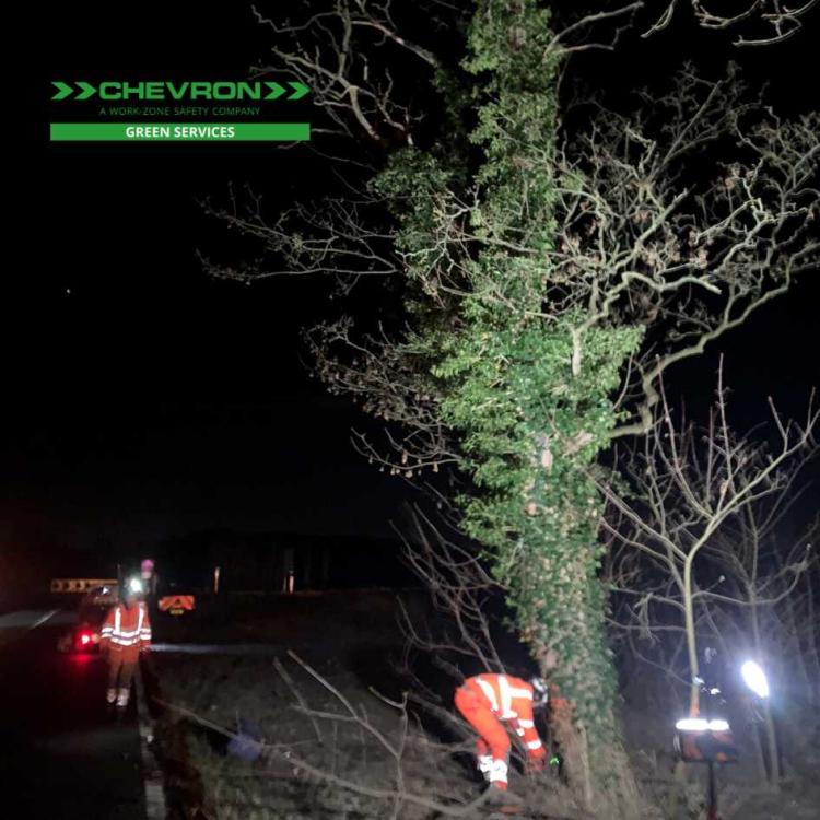 CGS Arb team in the North removes dangerous tree and creates habitat for wildlife
