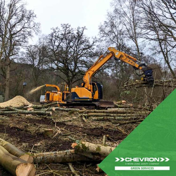 Reducing Ash dieback safely on A3 with mechanised tree removal services