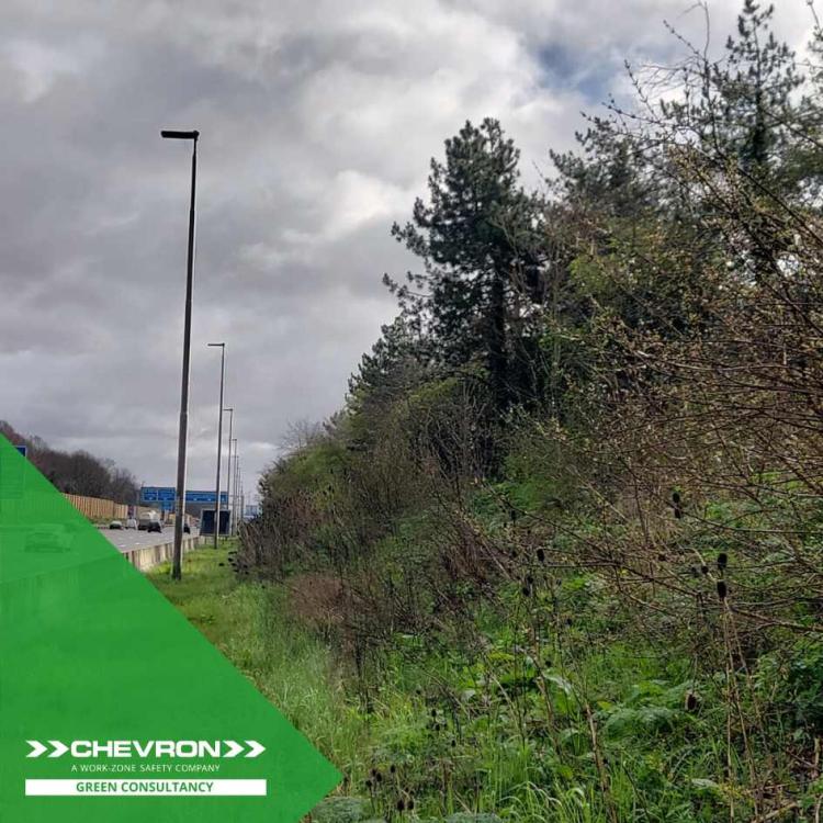 Our CGC arb team provide detailed tree surveys on the M25