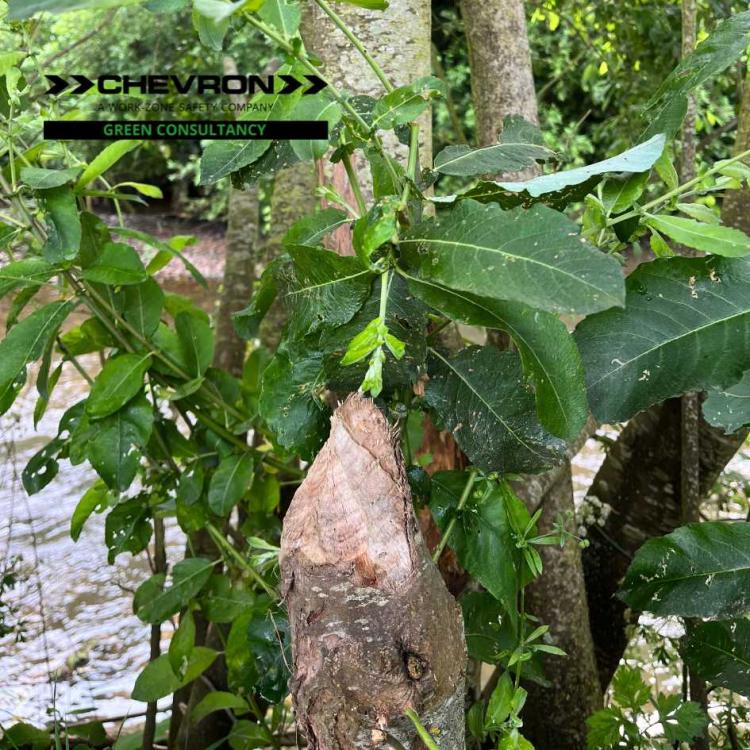 Never stop learning! Our Environmental Consultant has been studying beavers and otters in the UK