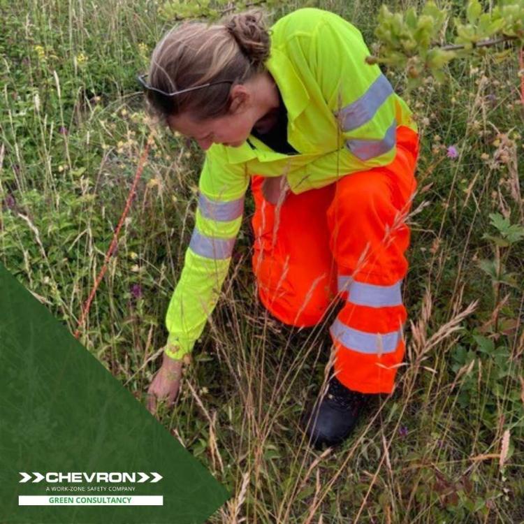 CGC assists the Species Recovery Trust with Field Cow-wheat monitoring