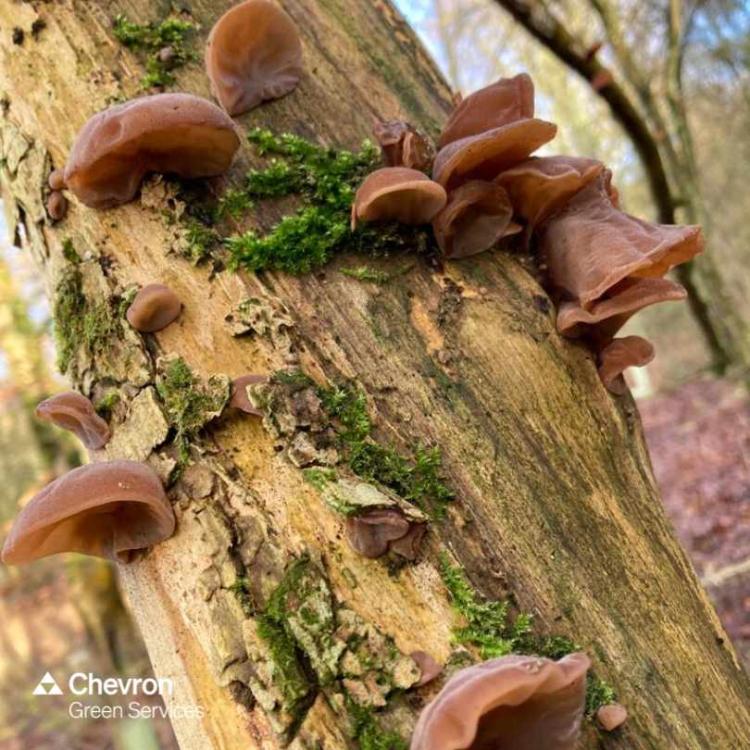 Our Chevron Green Consultancy Environment team members are working on various Biodiversity Net Gain (BNG) assessments across the country.
