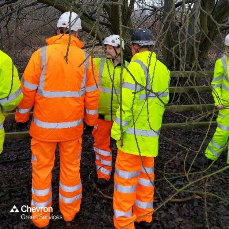 Arboricultural Clerk of Works supports established trees during fencing renewal scheme