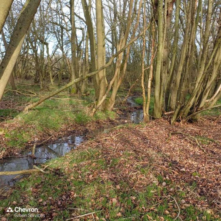 How biodiversity supports climate resilience