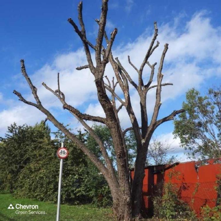 Arboriculture, tree works, felling, pruning, resistograph, North London