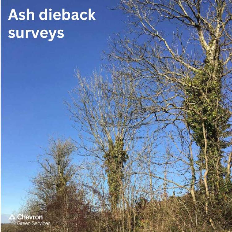 Protecting your trees and woodlands from Ash Dieback