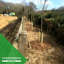 Collaboration on the M3 to replace failed trees