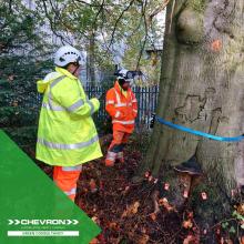 Chevron Green Consultancy use arb technology to detect decay levels in a beech tree 