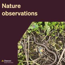 Our Consultancy division share their Nature Observations for September 2023
