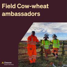 Our Consultancy team support the reintroduction of endangered Field Cow-wheat