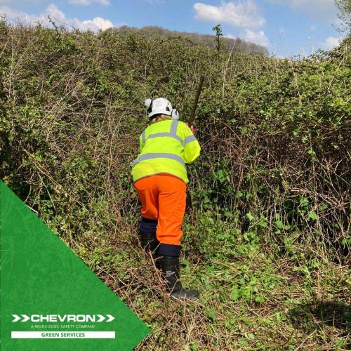 Chevron Green Consultancy ECoW supports de-vegetation work in Sussex