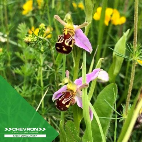 Grassland management on the M40 allows for wildflower species to flourish