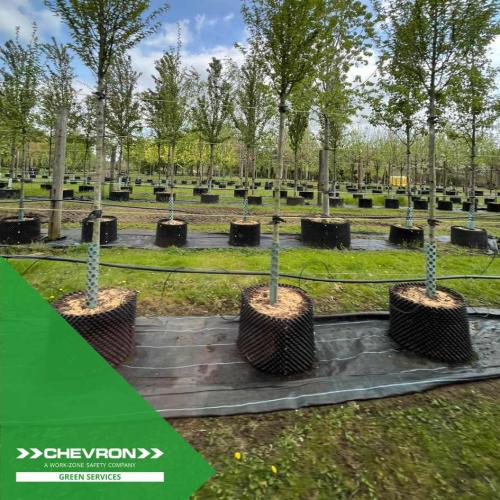 CGS visit tree nursery to strengthen supply chain relationship
