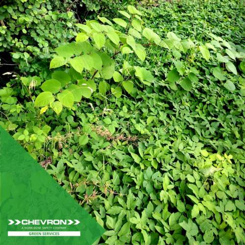 Have you got a Japanese Knotweed problem? We can help.