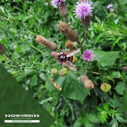 Find out more about species rich grassland surveys in the latest episode of our ecological year documentary