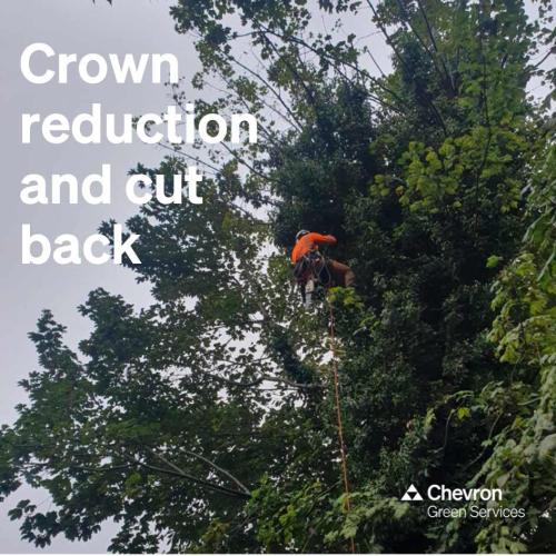 Our climbing arb team deal with an overhanging tree in Yorkshire