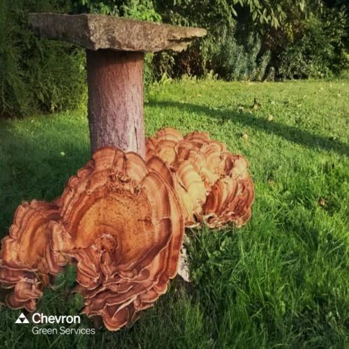 An Introduction to Fungi