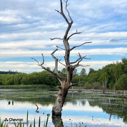 Driving partnerships with Biodiversity Net Gain