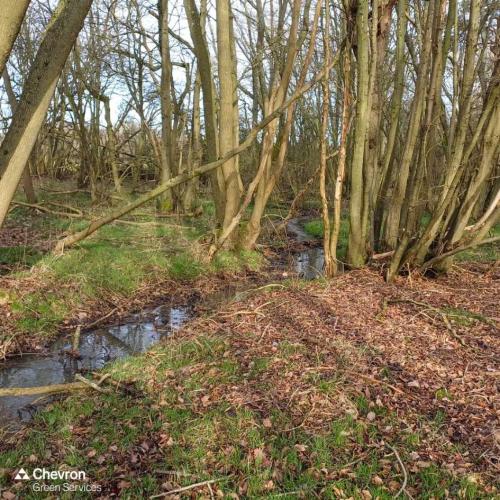 How biodiversity supports climate resilience