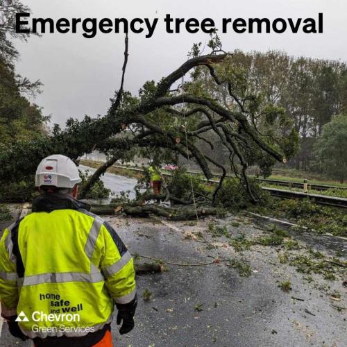 Our Arboriculture service is focused on safe, efficient, sustainable solutions