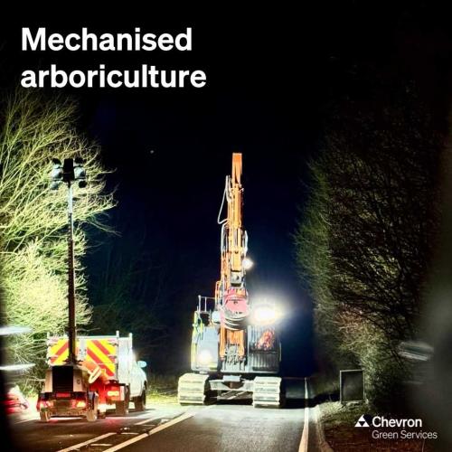 Using Mech Arb to safely remove trees with Ash dieback near Salisbury